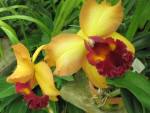 Uitbundige orchideeën
